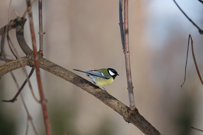 Дети на катке, бабушки – на качелях: в Тульскую область пришла календарная весна