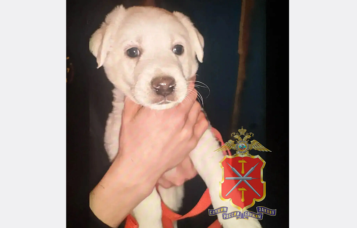 В Новомосковске рецидивист забрался в чужую квартиру и украл щенка лабрадора