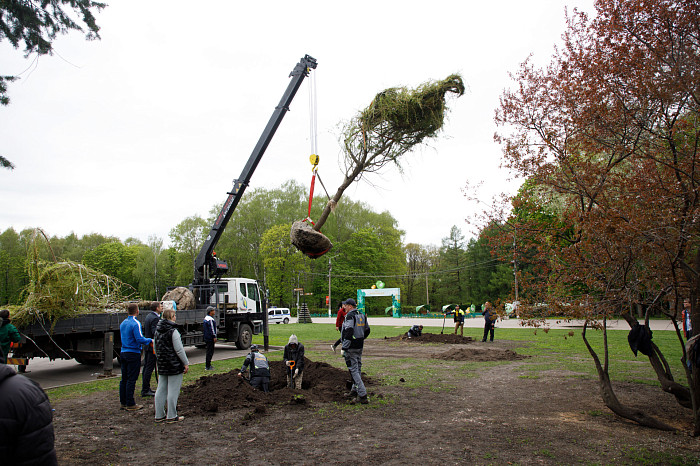 В Центральном парке Тулы высадили крупномерные саженцы ивы