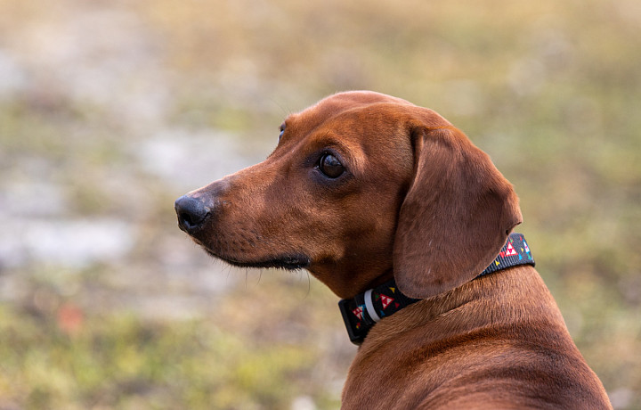 Собачье счастье: тульский ветеринар рассказал, каким лакомством можно порадовать питомца без вреда для здоровья