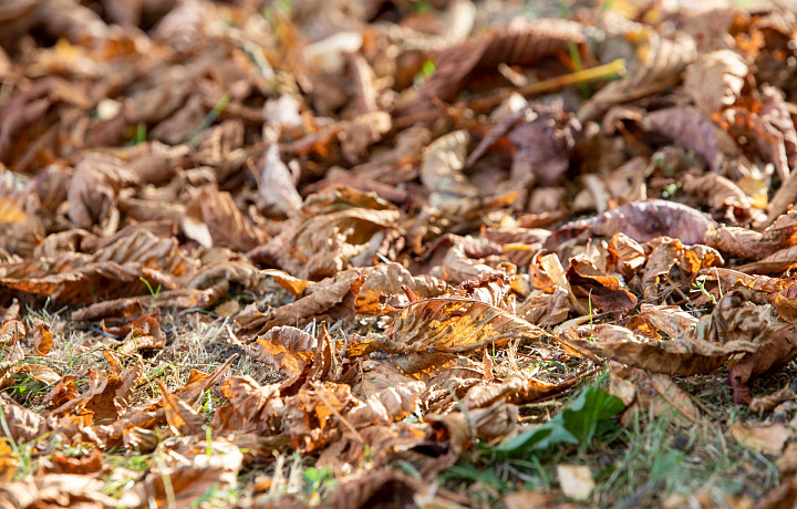 Аномальные заморозки ожидаются в ночь на 17 сентября в Тульской области