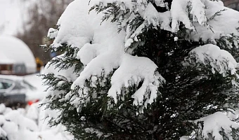 В Тульской области отмечается массовая гибель сов