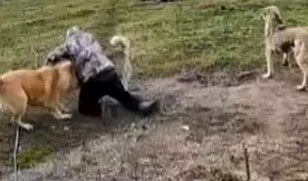 За тяжкие повреждения предусмотрена уголовная ответственность: юрист прокомментировал нападение собак в Уваровке