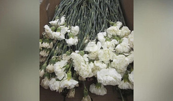 Россельхознадзор не допустил на прилавки зараженные вредителем гвоздики из Китая