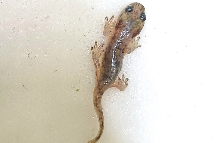 Первый в России детеныш алжирских саламандр появился в результате разведения в экзотариуме Тулы