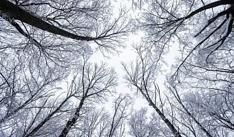 Не по-зимнему: оттепель придет в Тульскую область 24 февраля