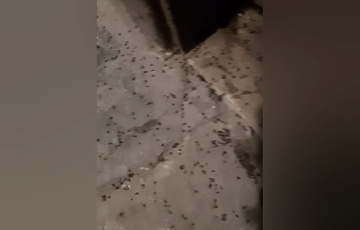 В подъездах дома на улице Металлургов в Туле заметили нашествие мошек