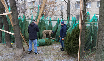20 декабря в Туле начнут работать ёлочные базары