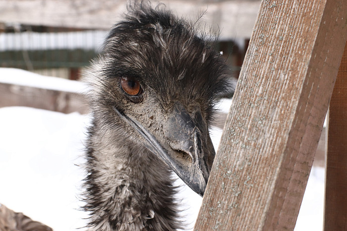Зверские морозы: как животные зооуголка Белоусовского парка переживают снежную зиму и природные катаклизмы. Фоторепортаж