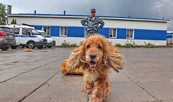 Служебные собаки помогли тульской полиции раскрыть 121 преступление
