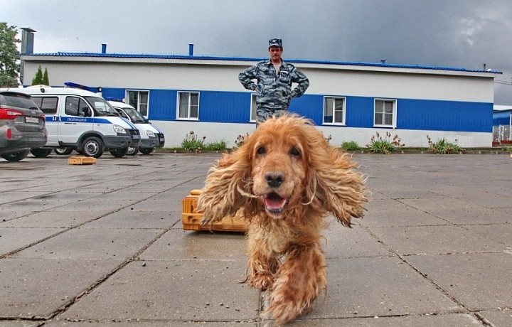 Служебные собаки помогли тульской полиции раскрыть 121 преступление