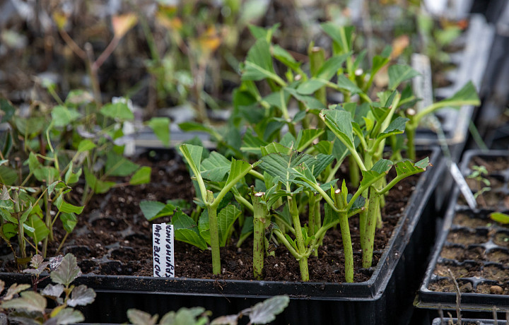 Огородники рассказали, как закалить семена, чтобы они не боялись холодов