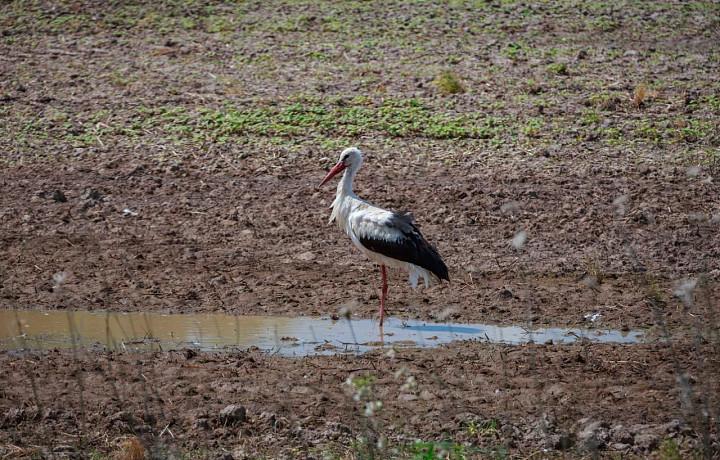 На тульском Куликовом поле заметили первых аистов