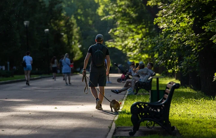 Зоодача или песоняня: где тулякам оставить питомца на время отпуска