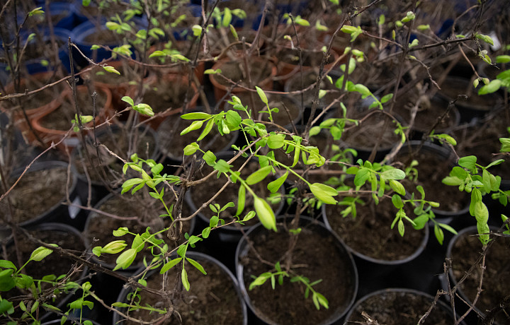 Агроном рассказал, как спасти урожай от заморозков