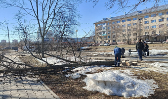 В администрации Тулы рассказали, что в сквере на Красноармейском проспекте вырубают аварийные деревья