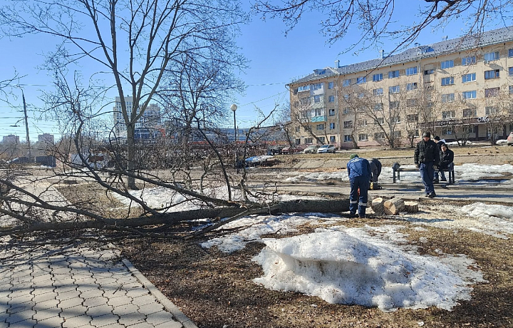 В администрации Тулы рассказали, что в сквере на Красноармейском проспекте вырубают аварийные деревья