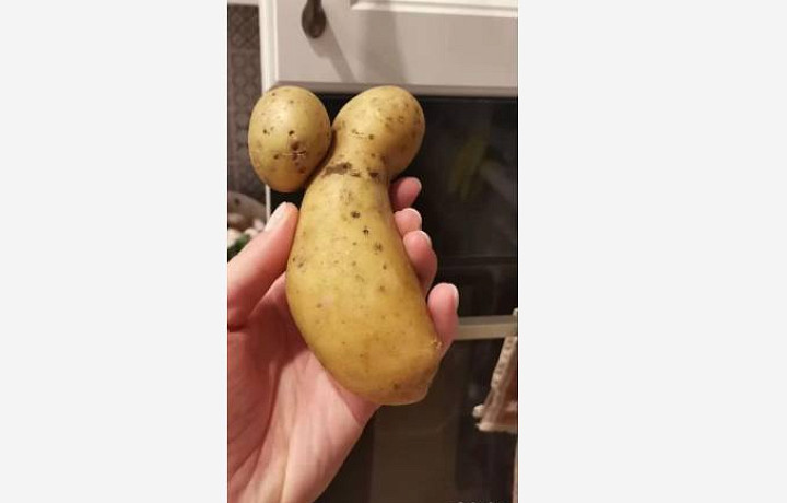 В Новомосковске продают картофель, снимающий «венец безбрачия»