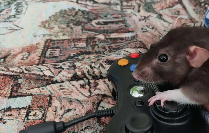 Туляк выставил на продажу крысу-геймера за 158 миллионов рублей