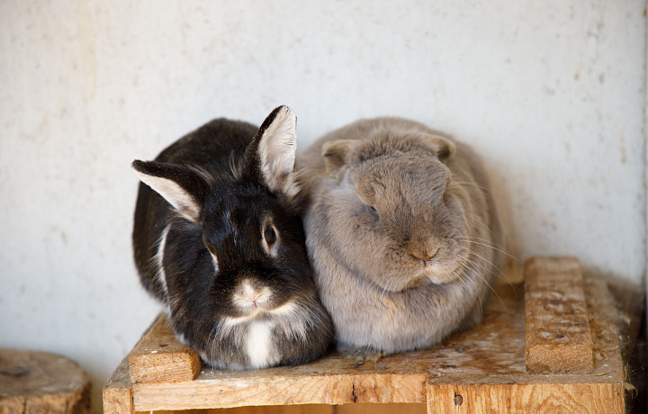 Тульская область вошла в пятерку популярных регионов для деревенского туризма