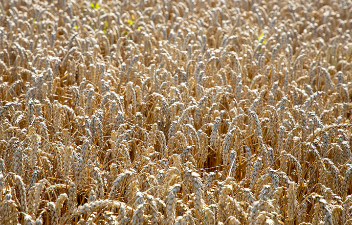 Россельхознадзор аннулировал декларацию на 96 тонн пшеницы в Одоевском районе