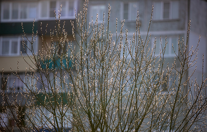 Заморозки и гроза: какая погода ждет Тульскую область 4 и 5 мая