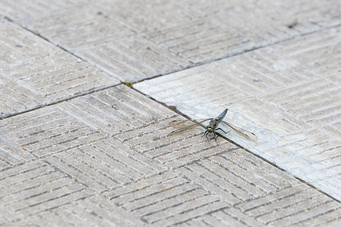 Фоторепортаж из Тесницого леса: как выглядит расстрельный полигон под Тулой