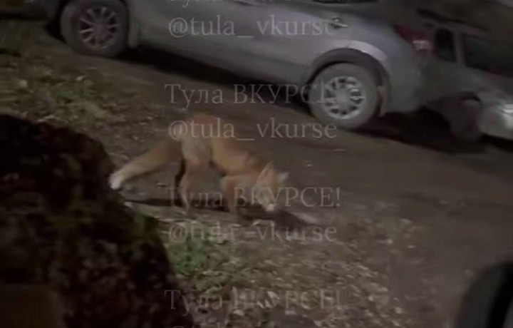 В Туле заметили дикую лису