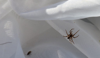 Сотрудники тульского Экзотариума нашли в усадьбе Федяшево редкий вид паука