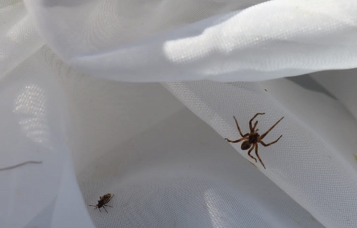 Сотрудники тульского Экзотариума нашли в усадьбе Федяшево редкий вид паука