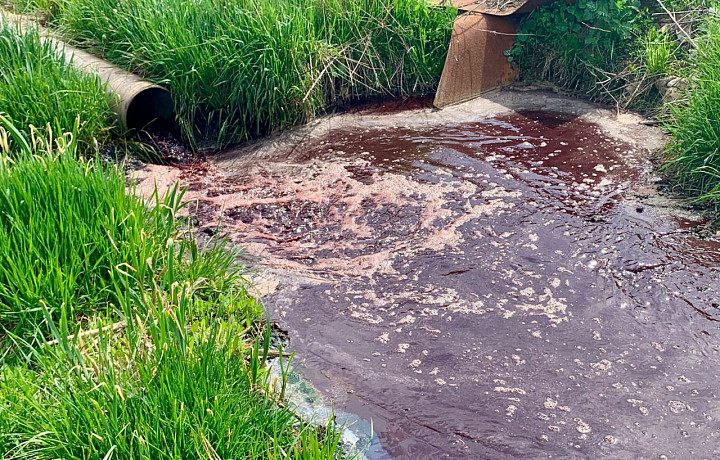 Кровавая река мясокомбината: жители Донского пожаловались на загрязнение реки и гибель бобров и рыб