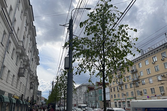 В Туле начали поднимать провода над высаженными деревьями на проспекте Ленина