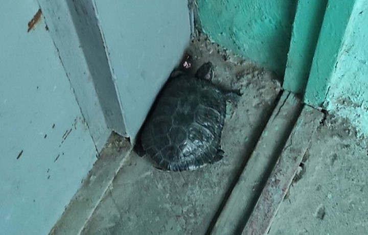 В Новомосковске неизвестный подбросил двух черепах в подъезд жилого дома