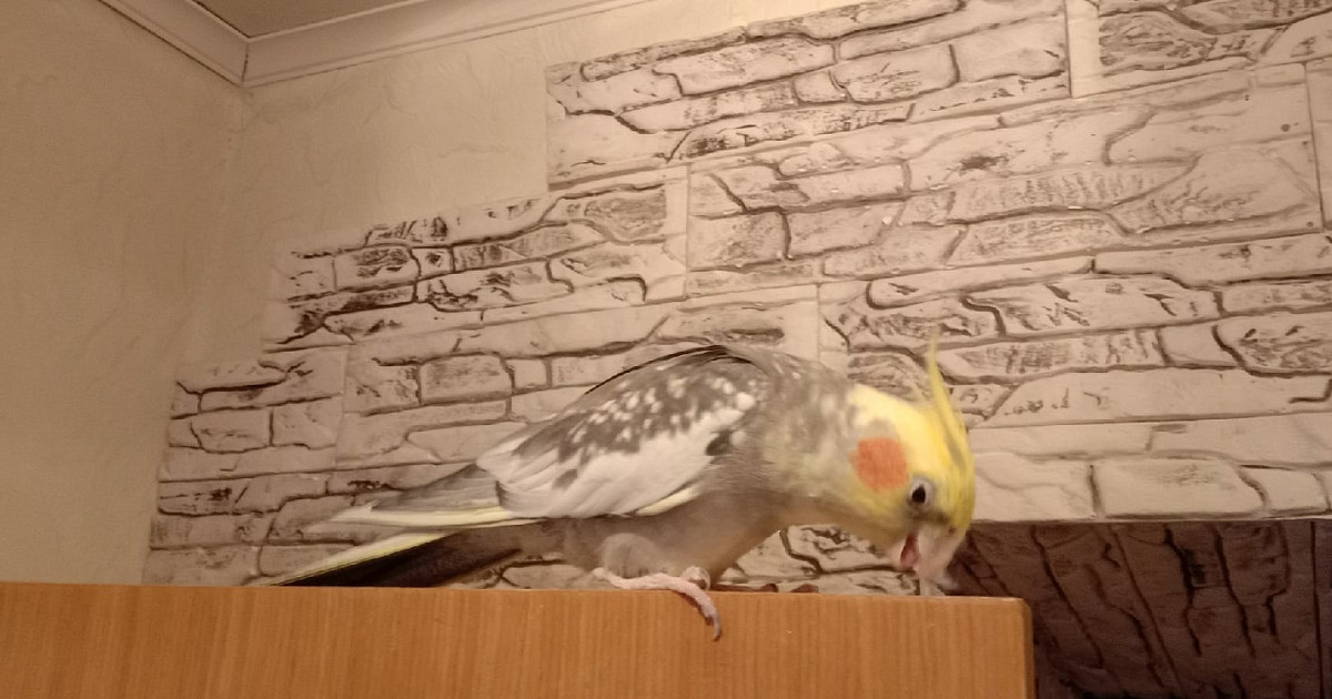 Можно ли научить кореллу разговаривать. Cockatiel honk. Порода попугая которого можно научить разговаривать. Как научить попугая кореллу говорить. Корелла в естественной среде.