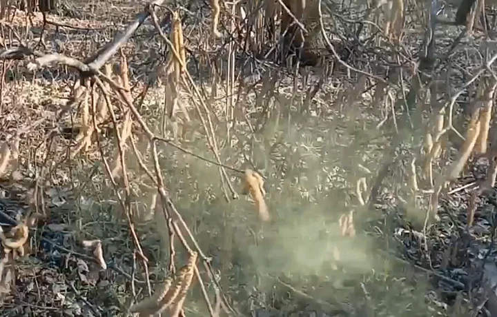 В нацпарке «Тульские засеки» началось пыление лещины