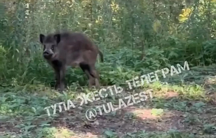 Кабана заметили в Платоновском парке Тулы