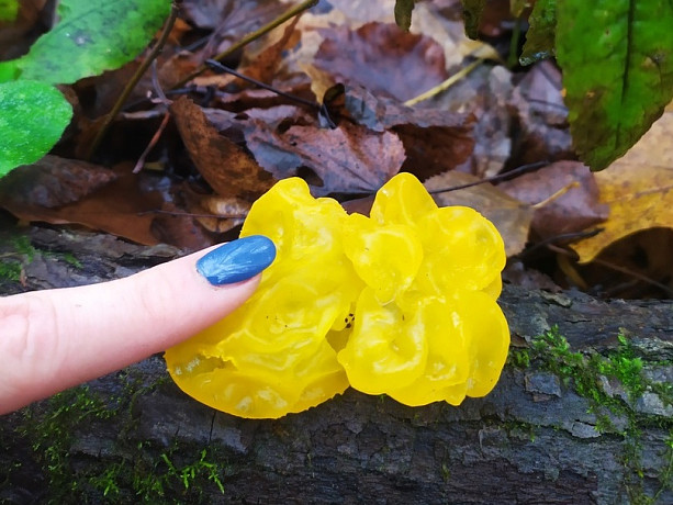 В тульских лесах грибники нашли желеобразный гриб Дрожалку