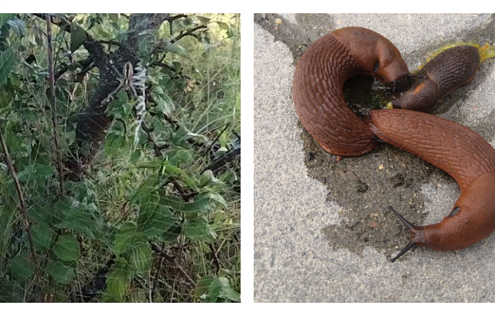 Туляков пугают пауки-осы, но город уже атакуют куда более отвратительные существа: и они опасны для людей и домашних животных