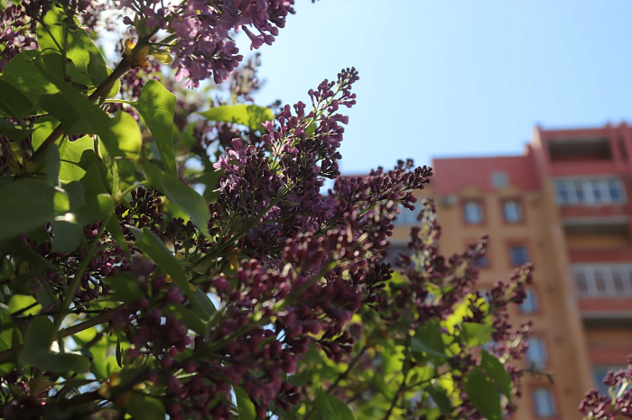 В Туле раньше срока расцвела сирень