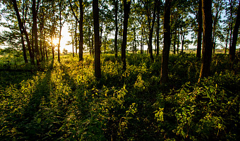 Деревья, которые видели Толстого: сколько на территории Тульской области есть «старовозрастных» жителей