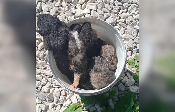 В Туле новорожденных щенков подбросили к дверям приюта