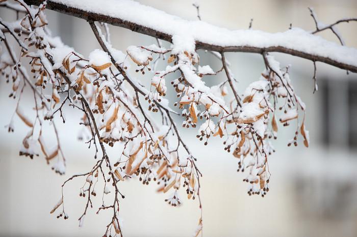 Тулу засыпало снегом: как в городе борются с последствиями стихии