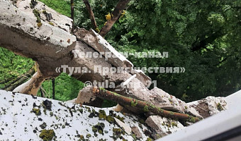 Большое дерево при падении выбило окно в общежитии на проспекте Ленина в Туле