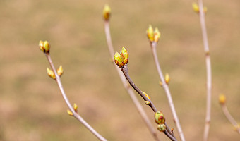Апрельский снег в Туле: стоит ли беспокоиться о цветущих деревьях из-за метели