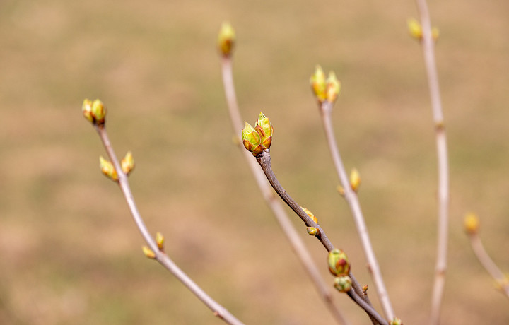 Апрельский снег в Туле: стоит ли беспокоиться о цветущих деревьях из-за метели