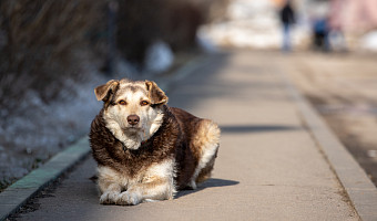 В Узловском районе подросток получил компенсацию после укуса собаки
