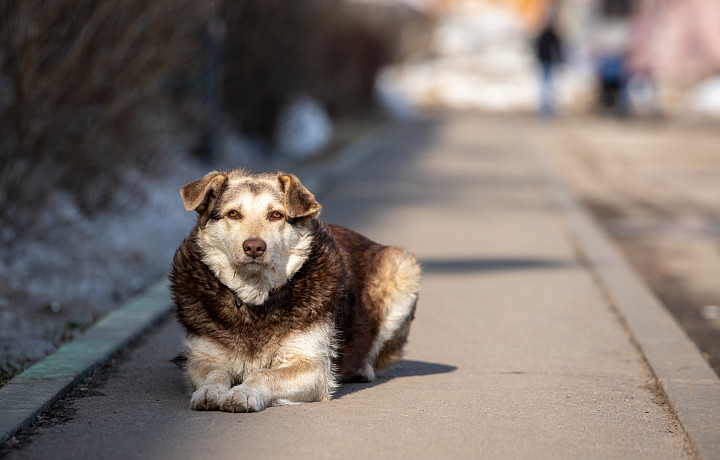 В Узловском районе подросток получил компенсацию после укуса собаки