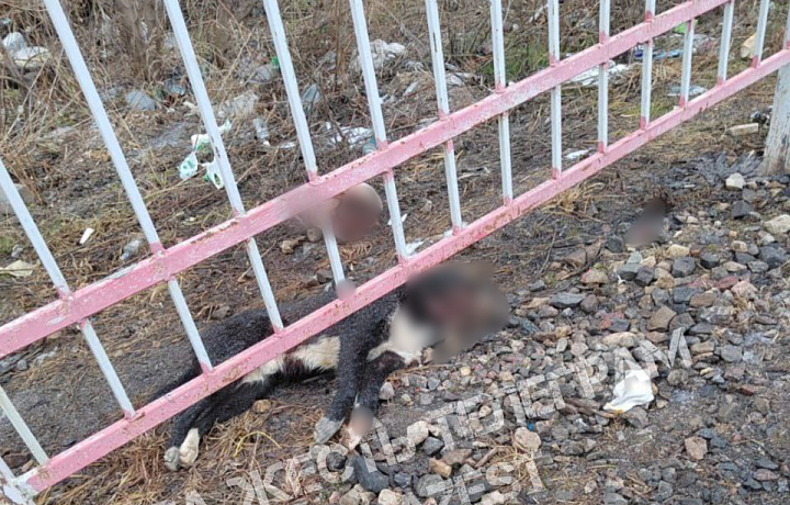 В тульском Криволучье нашли мертвую собаку с отрезанной головой: полиция начала проверку
