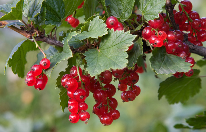 Известный тульский садовод назвала действенный способ по защите смородины от вредителей