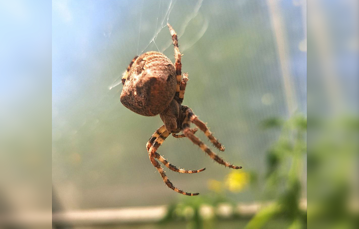 Не мяукает, но тоже ничего: тулячка случайно сыграла на своем дачном участке «паучью свадьбу» – теперь следят за «питомцами» всей семьей
